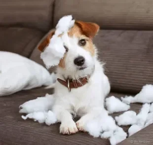 Saiba como usar os florais para ajudar o seu cãozinho!