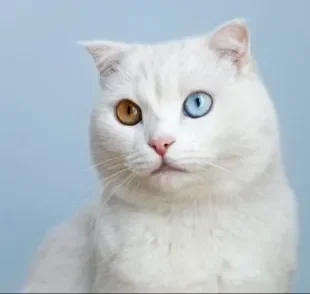 Gato com Heterocromia: condição dos olhos de cores diferentes não costuma apresentar problemas aos animais