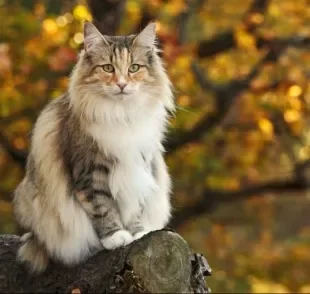 Enormes, peludos e apaixonantes: assim são os gatos gigantes! Conheça mais sobre eles!