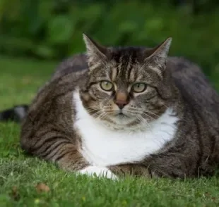 Gatos obesos são muito fofos, mas a obesidade pode apresentar doenças sérias! Descubra como evitar que o seu amigo fique acima do peso.