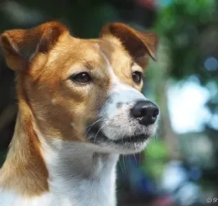 Giárdia em cães: mesmo que tenha cura, a doença pode matar se não for devidamente tratada