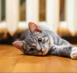 Giárdia em gatos: saiba como prevenir e tratar essa doença tão comum nos felinos