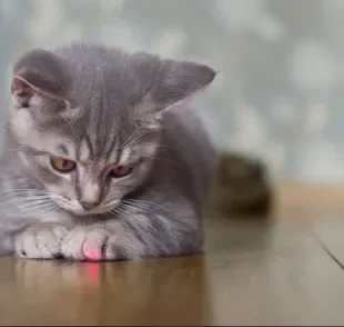 Laser para gatos: entenda o motivo para usar esses acessório com moderação!