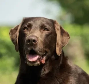 Leptospirose canina pode comprometer toda a saúde do seu animal. Fique atento aos sintomas, causas e prevenção