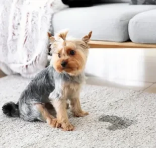 O que fazer para o cachorro parar de marcar território? Entenda os motivos do xixi fora do lugar e como corrigir.