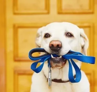 Passear com cachorro pode trazer muitos benefícios para a saúde e qualidade de vida do animal