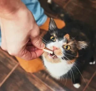 Petiscos de gato podem fazer o dia a dia do seu amigo bem mais feliz