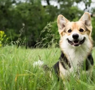  Enjoo, tédio e instinto fisiológico: entenda porque cachorros comem grama! 