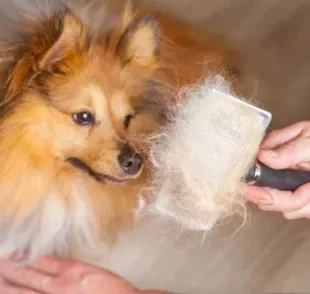  Seu cachorro está soltando muito pelo? Saiba se essa queda de pelo dos cães é normal! 