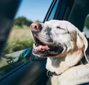 Como transportar cachorro em viagem: descubra como fazer em carro, avião e ônibus