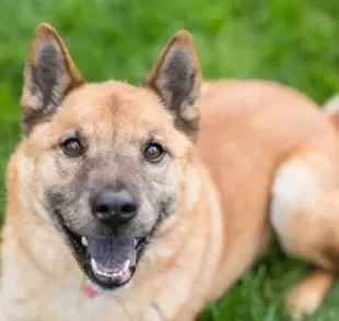 Descubra os efeitos da raiva no corpo do cachorro e dos humanos