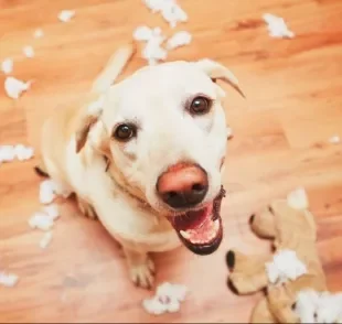 Repelente para cachorro: em caso de destruição de móveis e objetos, esse produto pode te ajudar a educar o cãozinho!