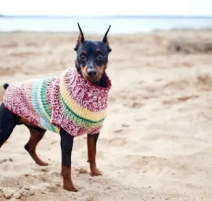 Roupa para cachorro: entenda como (e se é necessário) inserir o acessório no dia a dia do seu peludo!