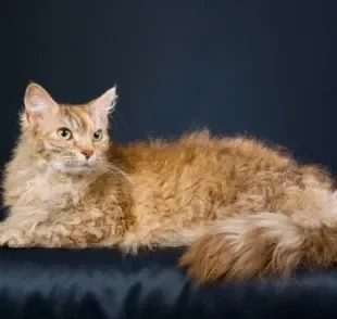  Gatos da raça LaPerm: saiba quais são as características desse tipo de felino! 