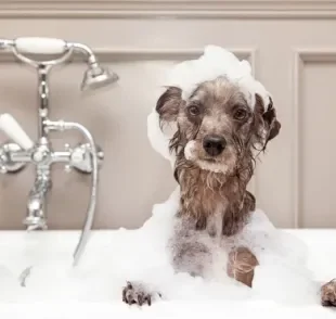 Existem diversos tipos de shampoo para cachorro! Saiba qual é o ideal para o seu cão!