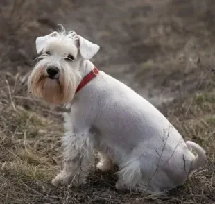 A tosa, em alguns casos, pode ajudar muito no bem-estar do seu cãozinho. Confira os "cortes" indicados para algumas raças!