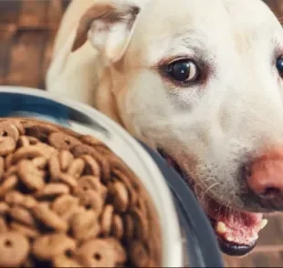 Descubra se a vitamina para cachorro realmente é necessária!