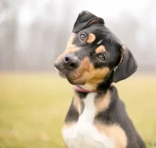 Conheça as formas mais comuns do seu cachorro falar com você!