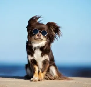 Cachorro com calor: descubra diferentes formas de melhorar essa situação para o seu amigo