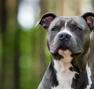 Ataque de cachorro: descubra o que pode causar e como lidar com o comportamento agressivo do animal