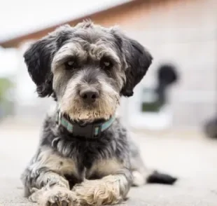  Cachorro com soluço pode ter várias causas. É importante observar com atenção para tratar o mal-estar corretamente! 