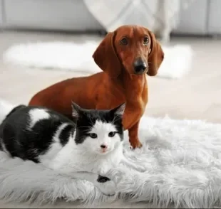 Cachorro e gato: essa rivalidade não existe mais e você pode ter os dois no seu apartamento!