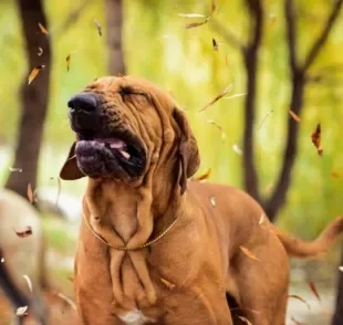 Cachorro espirrando nem sempre é sinal de coisa grave: veja quando se preocupar e o que fazer!