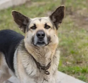 Cachorro vomitando sangue: veja o que pode ser e o que fazer com o seu animal