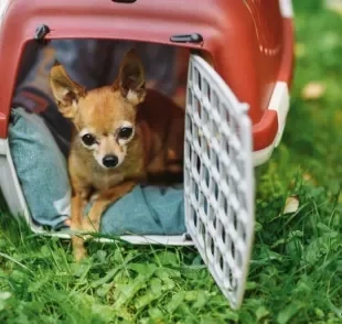 Caixa de transporte para cachorro: veja os modelos mais comuns e suas funcionalidades!