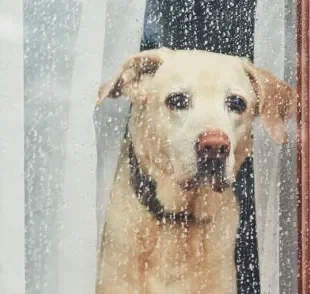  Cachorro com medo de chuva? Descubra como ajudá-lo! 