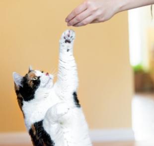 Aprender como adestrar um gato não é difícil: os felinos também podem aprender truques e outros comandos!