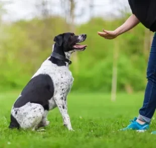Adestramento de cães nem sempre é algo tão fácil, mas com as técnicas corretas é possível!