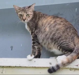 Gestação de gato: saiba tudo sobre esse momento tão delicado da vida dos felinos