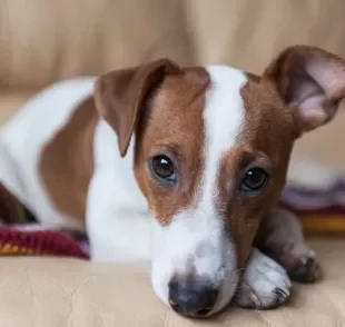 Jack Russell Terrier: conheça mais sobre o cachorrinho super agitado