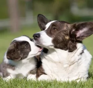 De cachorro filhote a cachorro adulto: o que muda no período de transição do animal