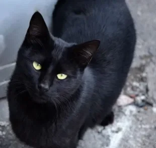 PIF Felina: saiba tudo sobre essa doença tão perigosa para os gatinhos