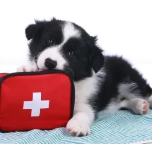 Cachorro engasgado, atropelado, envenenado e outros: veja como você pdoe salvar o seu amigo em situações de emergência