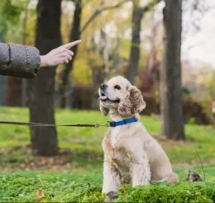 Adestramento de cães: veja alguns motivos para fazer esse investimento na educação do seu pet!