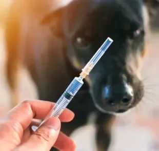 A vacina para cachorro sempre vai ser a melhor forma de proteger e cuidar do seu amigo