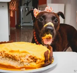O bolo para cachorro não pode faltar na festa de aniversário dos nossos amigos