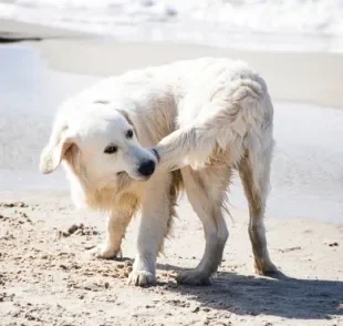 Cachorro correndo atrás do rabo pode ser sinal de uma série de coisas!