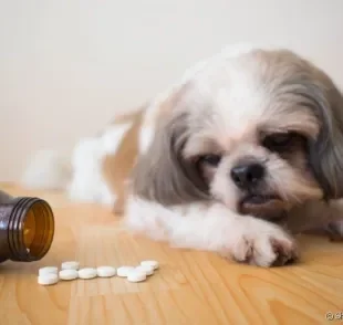 Antibiótico para cachorro: saiba como o medicamento age no corpo do seu animal