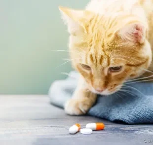 Antibiótico para gatos: conheça mais sobre esse tipo de medicamento