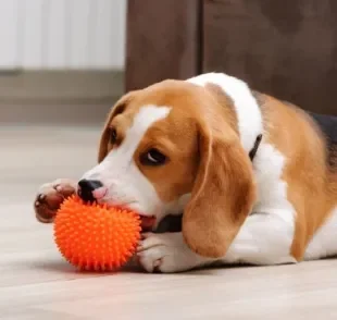A bolinha é um dos brinquedos favoritos dos cães!