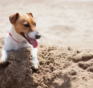  Cachorro cavando: comportamento pode ter várias motivações por trás. Entenda melhor! 