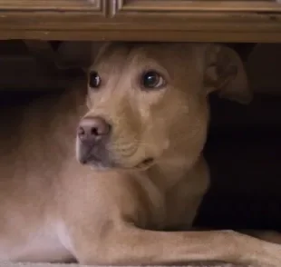  Veja as melhores maneiras de proteger o cachorro dos fogos de artifício! 