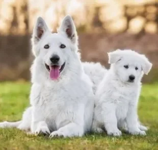 Até quantos meses o cachorro cresce: descubra como prever o tamanho que seu filhote vai alcançar