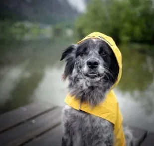 A capa de chuva para cachorro é um acessório que ajuda na rotina de passeios