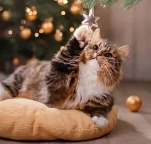 Luzes que piscam e enfeites: gatos e árvores de natal possuem uma relação bem curiosa!