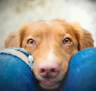 Como os cachorros enxergam: descubra mais sobre os detalhes da visão canina aqui